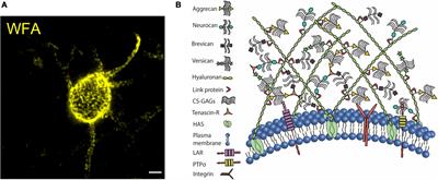 A glial perspective on the extracellular matrix and perineuronal net remodeling in the central nervous system